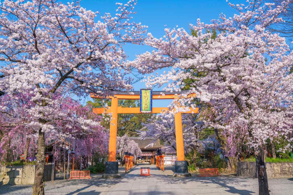 Festival Hanami 2025 Ribuan Wisatawan Padati Tokyo dan Kyoto